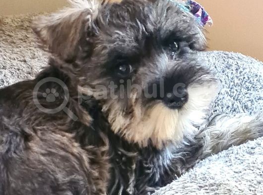 Fci Secereli Minyatür Schnauzer görsel