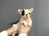 Maskeli French Bulldog Yavruları