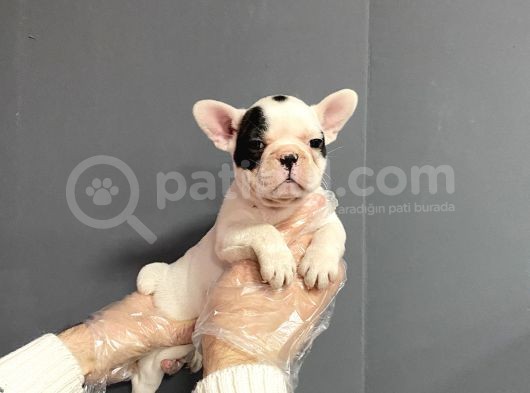 Maskeli French Bulldog Yavruları görsel