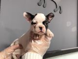 Maskeli French Bulldog Yavruları