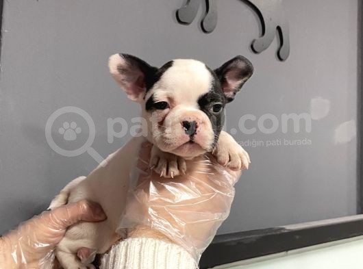 Maskeli French Bulldog Yavruları görsel