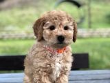 Çok Kaliteli Toy Poodle