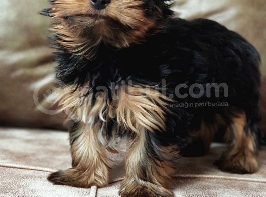 Eğitimli Microchipli Yorkshire Terrier Erkek görsel