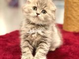 Çok Özel Longhair Scottish Fold Erkek Yavru