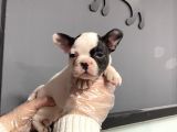 Maskeli French Bulldog Yavruları