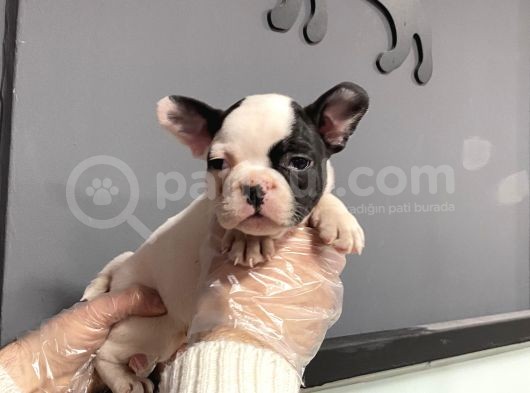 Maskeli French Bulldog Yavruları görsel
