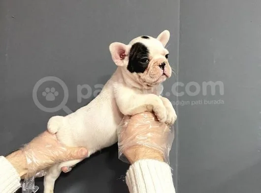 Maskeli French Bulldog Yavruları