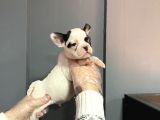 Maskeli French Bulldog Yavruları