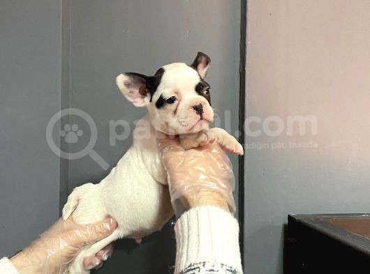 Maskeli French Bulldog Yavruları görsel