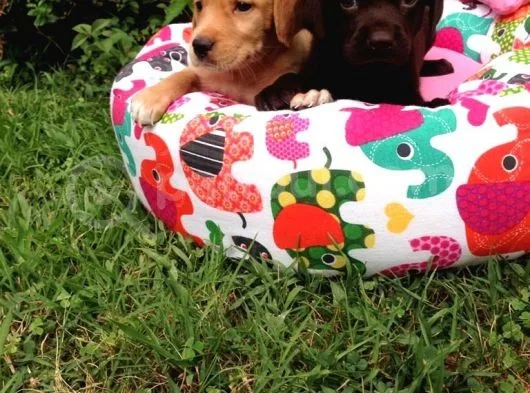 Labrador Yavruları