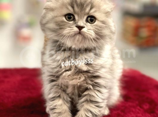 Çok Özel Longhair Scottish Fold Erkek Yavru görsel