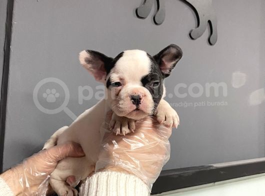 Maskeli French Bulldog Yavruları görsel