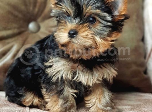 Eğitimli Microchipli Sevimli Yorkshire Terrier görsel