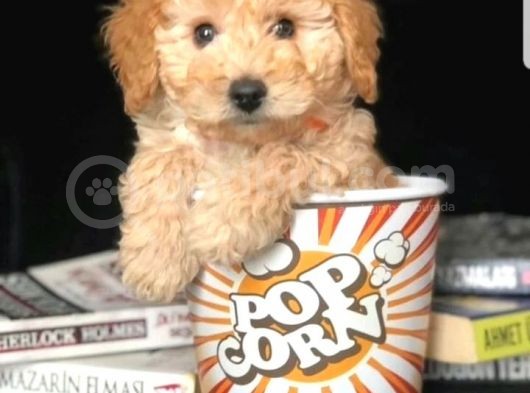 Eğitimli Microchipli Sevimli Toy Poodle görsel