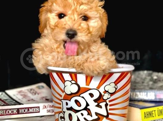 Eğitimli Microchipli Toy Poodle görsel