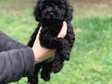 Irk Ve Sağlık Garantili Black Poodle Yavrularımız
