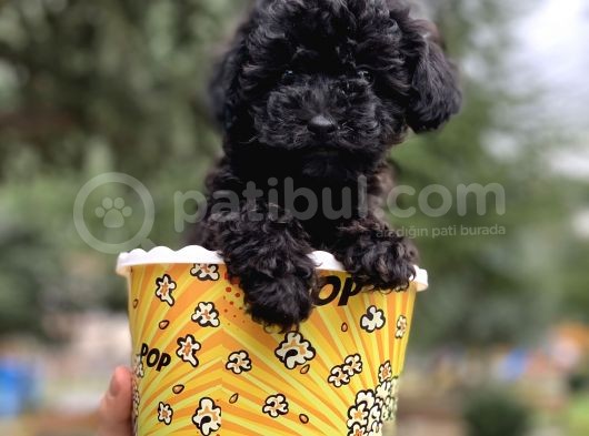 Safkan Irk Garantili Black Poodle Yavrularımız görsel