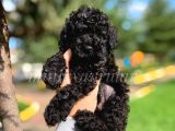 Irk Ve Sağlık Garantili A Kalite Black Poodle Yavrularımız