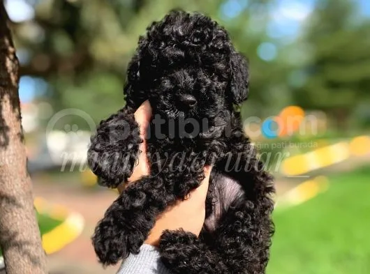 Irk Ve Sağlık Garantili A Kalite Black Poodle Yavrularımız