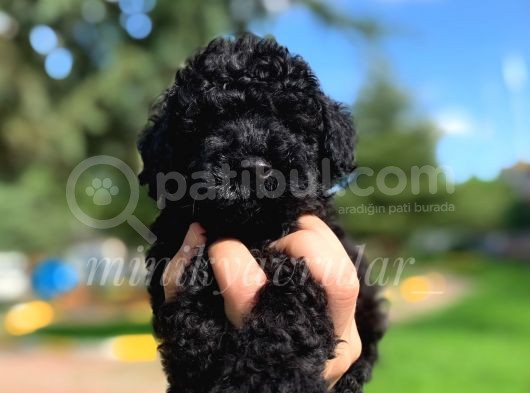 Irk Ve Sağlık Garantili A Kalite Black Poodle Yavrularımız görsel