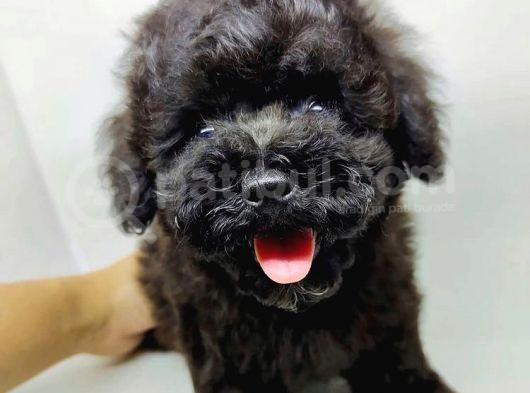 Orjianal A Kalite Black Poodle Yavrularımız görsel