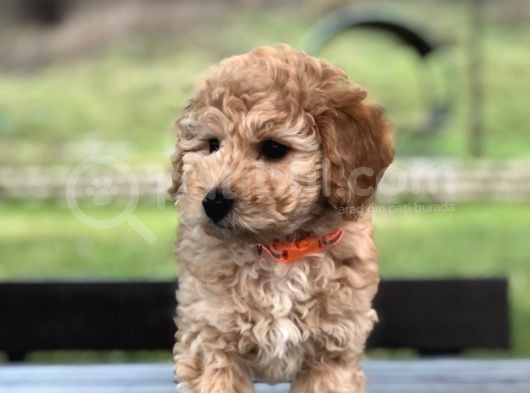Çok Kaliteli Toy Poodle görsel