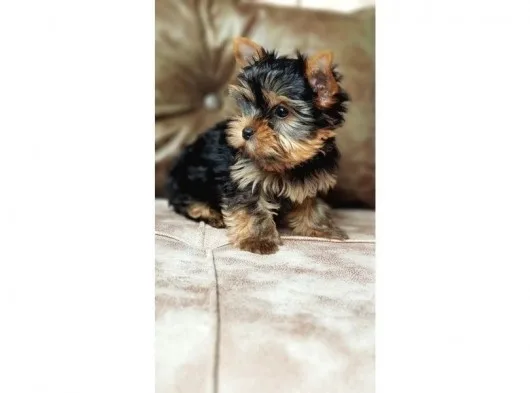 Köpek Güzeli Yorkshire Terrier Yavrumuz