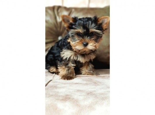 Köpek Güzeli Yorkshire Terrier Yavrumuz görsel