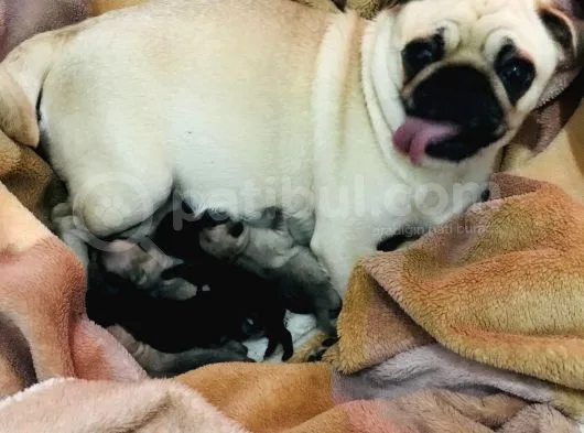 Pug Mops Sıfır Burun Gül Kuyruk Yavrularımız Rezerve Açıktır