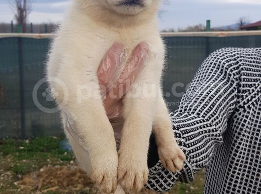 Husky Bebeklerimiz İçin İletişime Geçiniz görsel