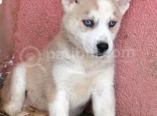 Husky Bebeklerimiz İçin İletişime Geçiniz görsel