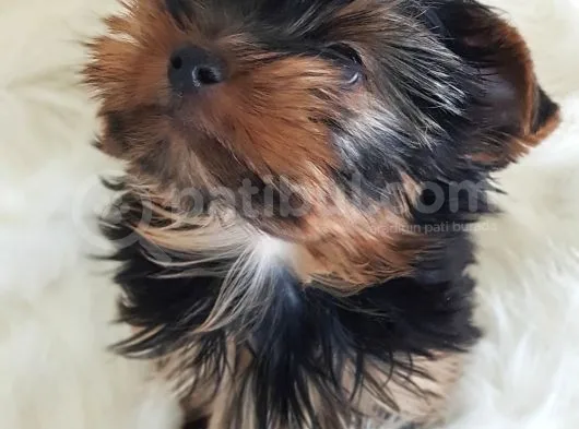 Irk Ve Sağlık Yorkshire Terrier Erkek Yavrumuz