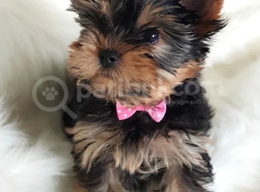 Irk Ve Sağlık Garantili Yorkshire Terrier