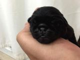 Pug Mops Sıfır Burun Gül Kuyruk Yavrularımız Rezerve Açıktır