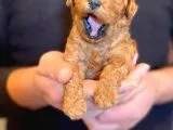 Anne Altından Red Toy Poodle