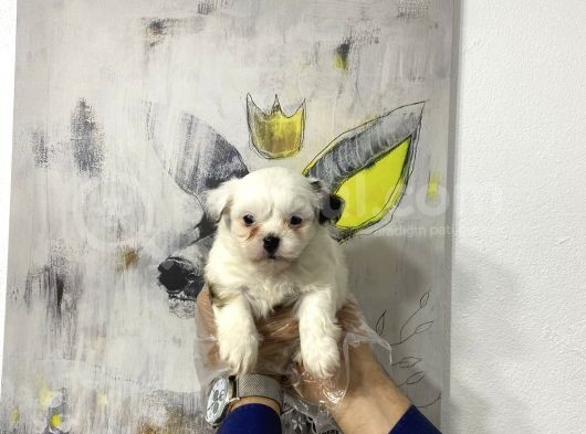 Muhteşem Morkie Yavruları görsel