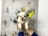 Muhteşem Morkie Yavruları