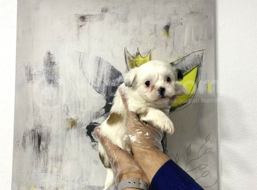 Muhteşem Morkie Yavruları görsel
