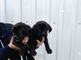 Muhteşem Renk Cane Corso Yavruları