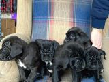 Muhteşem Renk Cane Corso Yavruları