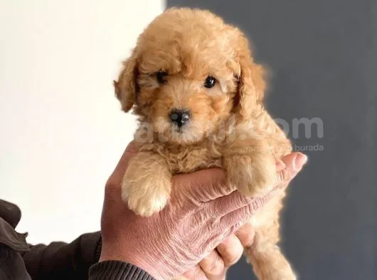 Anne Altından Erkek Toy Poodle