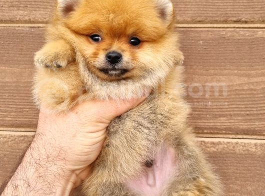 Orange Pomeranian Boo Yavrumuz görsel