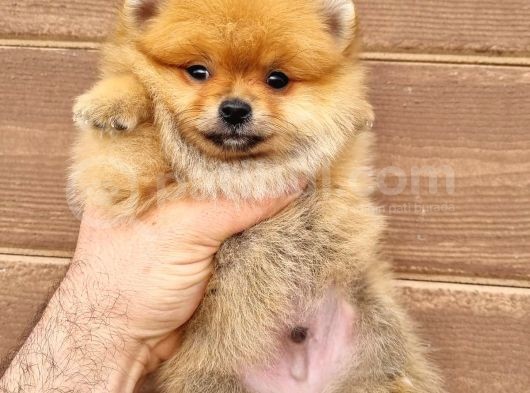 Orange Pomeranian Boo Yavrumuz görsel