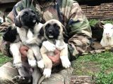 Kangal Yavruları