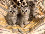 British Shorthair Safkan Silver Dişi & Erkek Yavrular