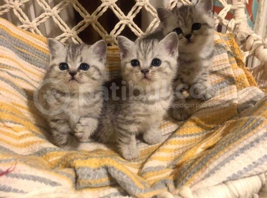 British Shorthair Safkan Silver Dişi & Erkek Yavrular görsel