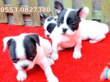 Sevi̇mli̇ Oyuncu French Bulldog Bebekler