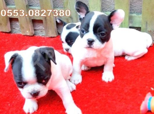 Sevi̇mli̇ Oyuncu French Bulldog Bebekler görsel