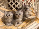 British Shorthair Safkan Silver Dişi & Erkek Yavrular