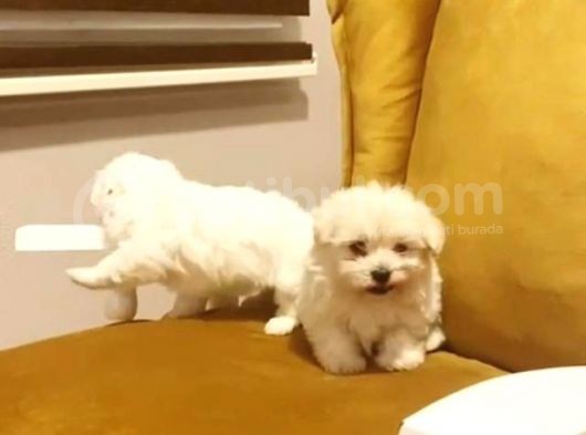 Safkan Minyatür Maltese Terrier görsel